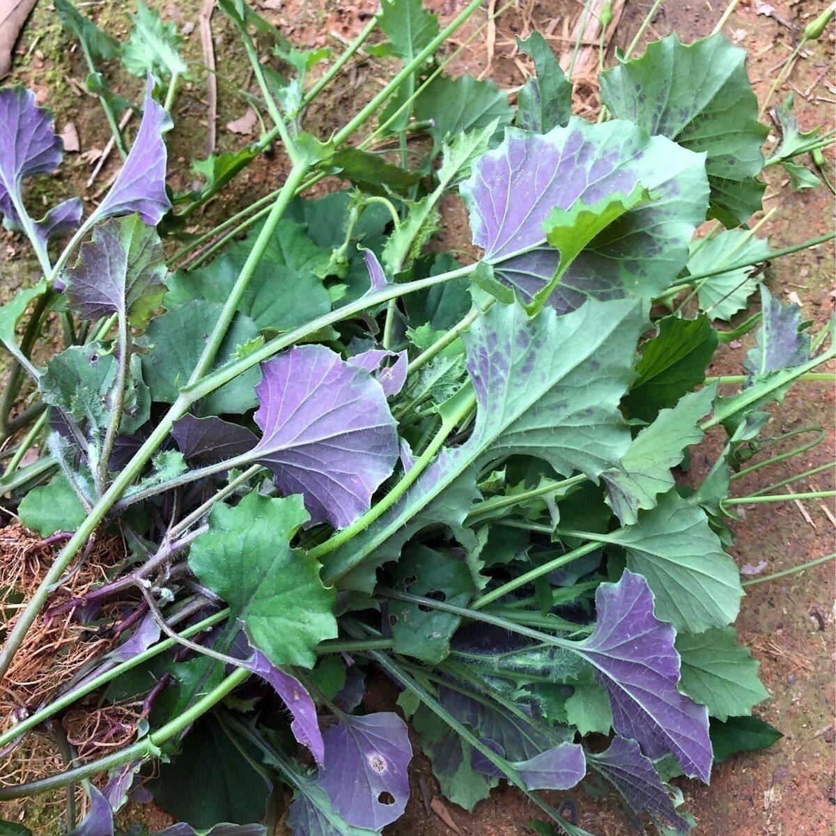 一点红草新鲜现采中草药叶下红叶花红红背叶菜羊蹄草