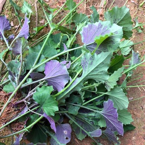 一点红草新鲜现采中草药叶下红叶花红红背叶菜羊蹄草