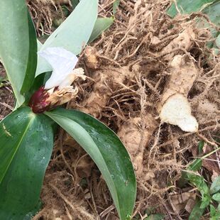 新鲜现挖闭鞘姜怀孕姜送子姜广商陆石笋水蕉花樟柳头罗汉