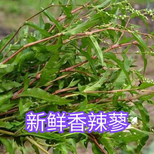 新鲜香辣蓼草现挖香柳水鬃蓼红辣蓼红花辣马蓼辣寥辣椒草中草药材
