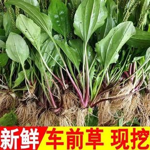 新鲜车前草新鲜车前草野生车轮菜牛舌菜车前子新鲜野菜现挖食用带