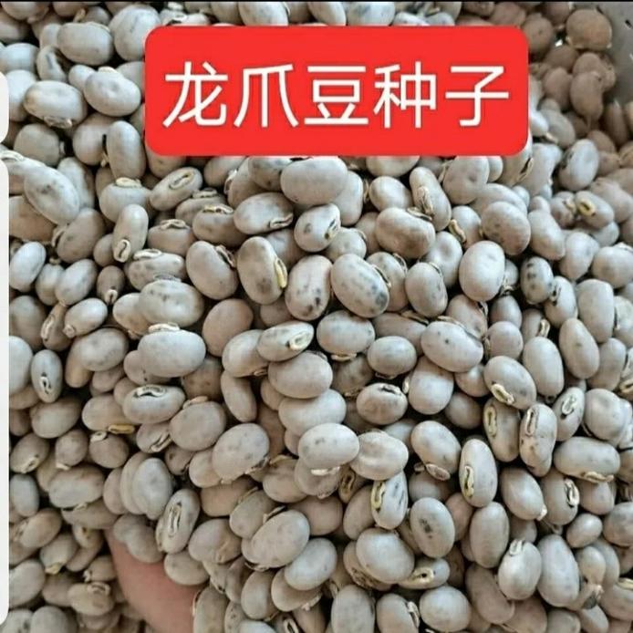 广西龙爪豆种子早熟狗爪豆高产狗仔豆种蔬菜种狗儿豆藜豆猫豆老虎