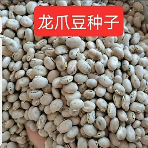 广西龙爪豆种子早熟狗爪豆高产狗仔豆种蔬菜种狗儿豆藜豆猫豆老虎