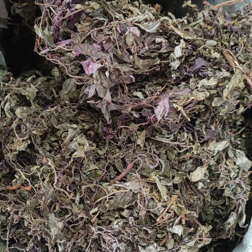 新鲜风柜斗草新鲜风鼓草风谷草诸头红草食用干品农产品