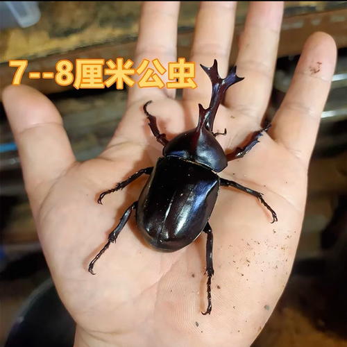 双叉犀金龟活体独角仙甲壳虫网红学生宠物包活包邮