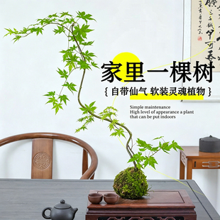 流泉枫盆栽绿植书房客厅室内植物日本枫树网红日系禅意办公室枫叶