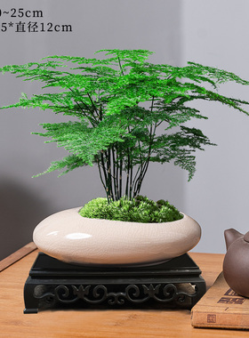 文竹盆栽植物室内客厅中式禅意盆景绿植办公室摆件高端花卉好养活