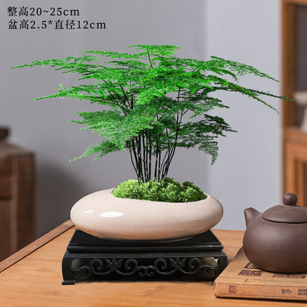 文竹盆栽植物室内客厅中式禅意盆景绿植办公室摆件高端花卉好养活