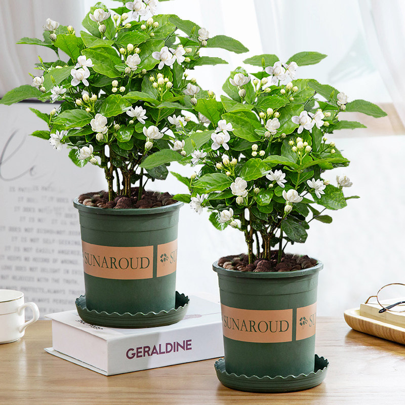 茉莉花盆栽重瓣开花浓香绿植