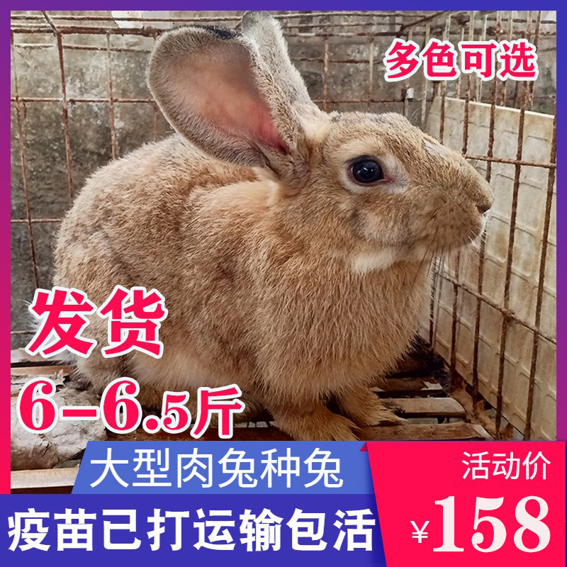 大型兔子活物比利时新西兰肉兔