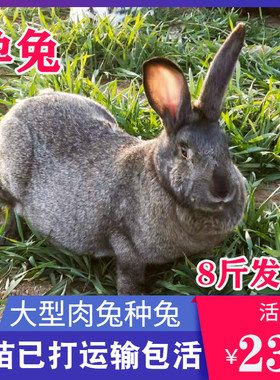 8斤成年种兔孕兔可繁殖公母非一对大型兔子活物比利时肉兔包邮