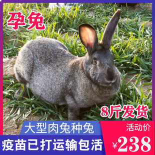 8斤成年种兔孕兔可繁殖公母非一对大型兔子活物比利时肉兔包邮