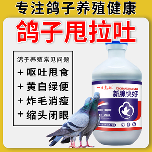 新腺快好鸽子新城疫腺并独圆环甩头炸毛拉黄白绿水便