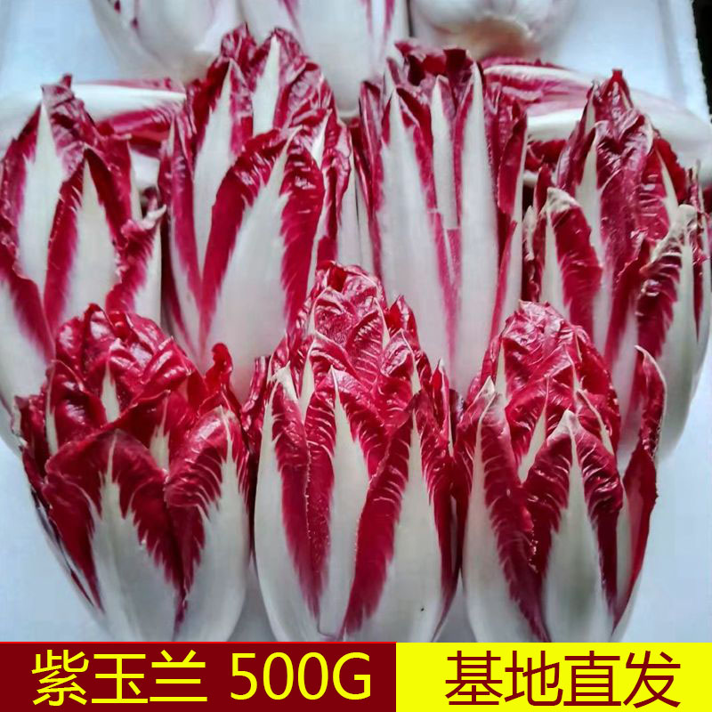 紫玉兰菜新鲜菊苣菜芽球菊苣芽球玉兰酒店特色食材500G