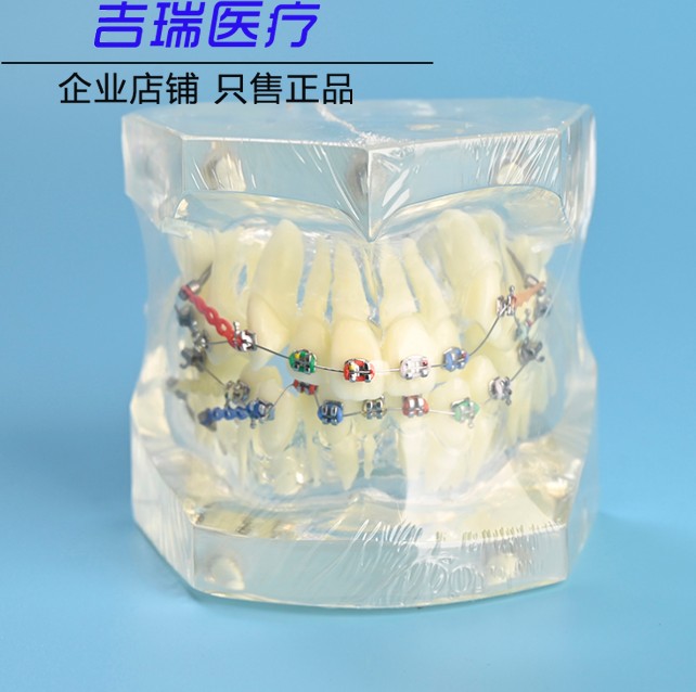 牙科材料牙齿正畸模型 口腔教学模型 带橡皮链矫正透明膜型 正品