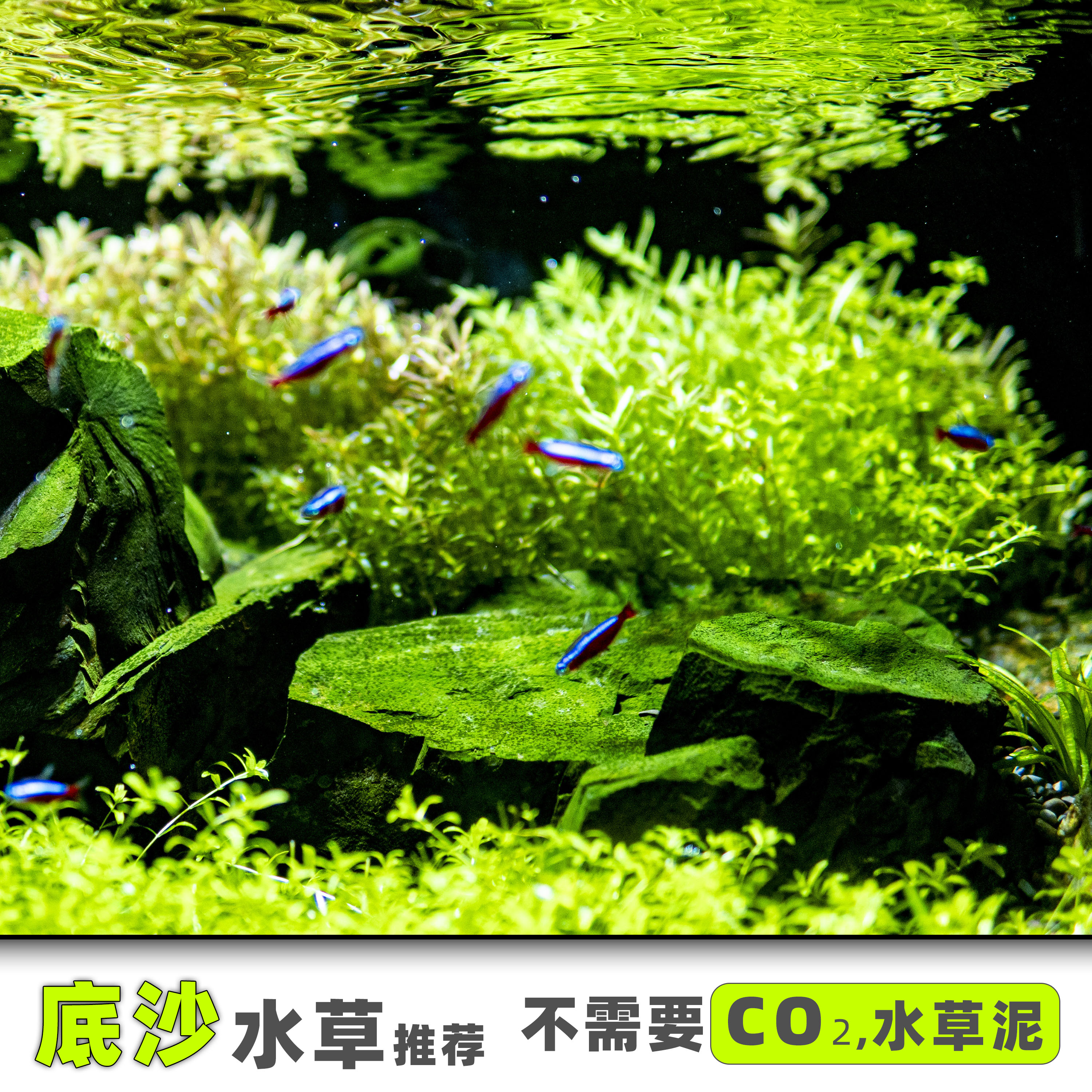 无碳水草莫斯无菌杯前景迷你牛毛日本矮珍珠椒草挖耳小水榕血心兰