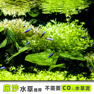 无碳水草莫斯无菌杯前景迷你牛毛日本矮珍珠椒草挖耳小水榕血心兰