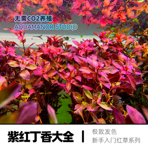 丁香大全无菌杯鱼缸植物水草