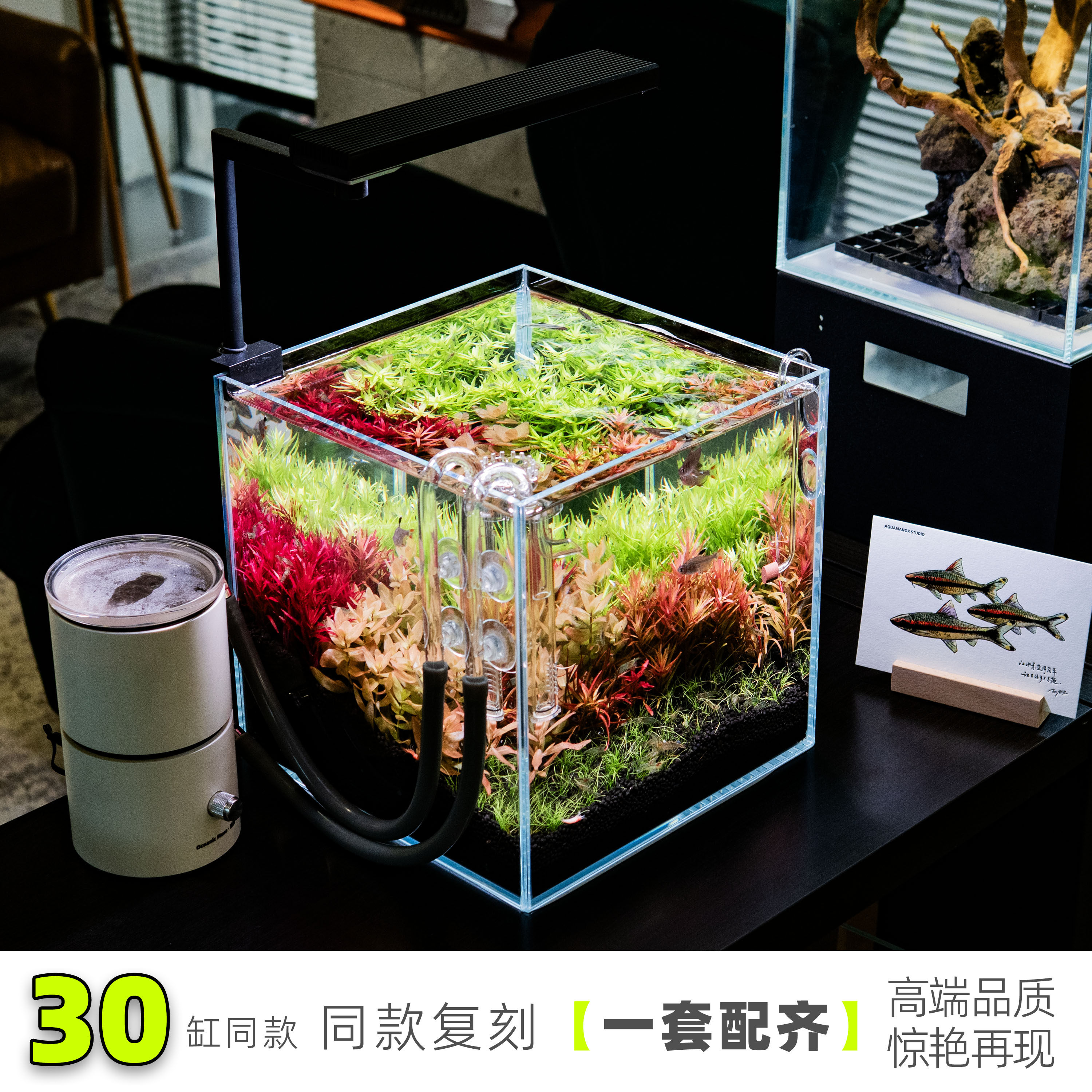 【肥鱼造景 同款水草】高品质无菌杯省心链接到手即开缸全程指导