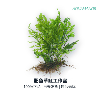 水草自养水下叶套餐大全