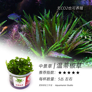 温蒂椒草无菌杯水中黄金好养耐活需CO2无藻无螺成景快