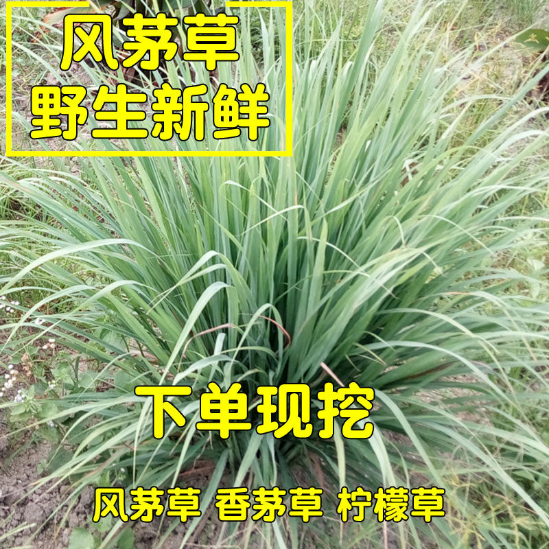 野生新鲜风茅草去头风的风茅辣茅