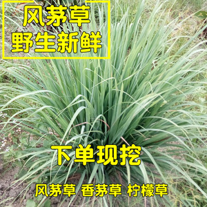 野生新鲜风茅草去头风的风茅辣茅