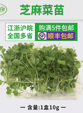 芝麻菜苗 一盒10克 5盒包邮 新鲜食用花 装饰摆盘 坏单包赔