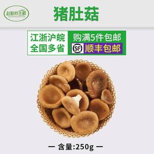 新鲜菌菇 猪肚菇大杯伞大漏斗菌江浙沪5件包邮