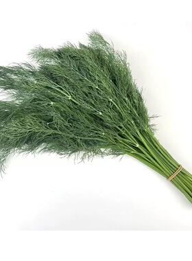 新鲜莳萝草  刁草 西餐香料 摆盘装饰  多省包邮