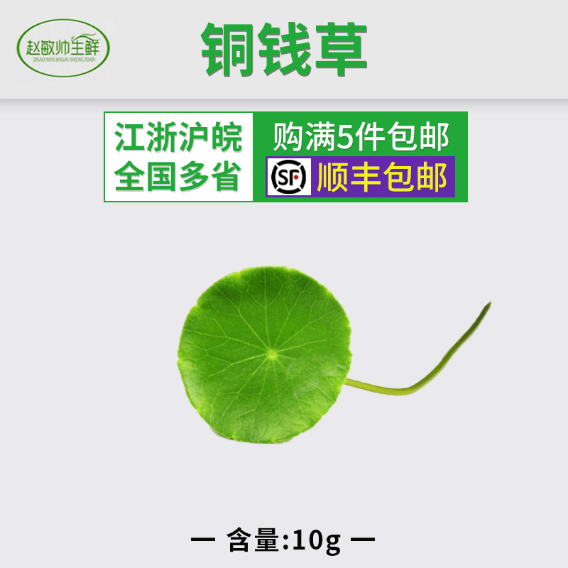新鲜叶片 旱金莲叶 新鲜铜钱草小伞草 江浙沪5盒包邮