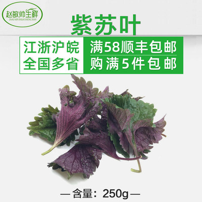 新鲜紫苏叶 250g  紫苏子叶 紫大叶 紫苏子 江浙沪皖5份包邮