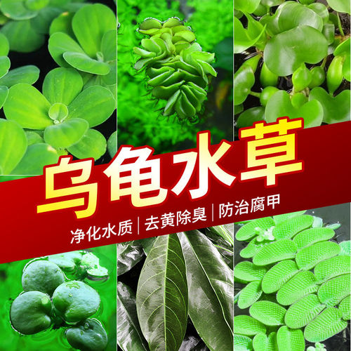 龟缸绿植乌龟缸造景乌龟水草养龟浮萍龟缸水生植物净化水质