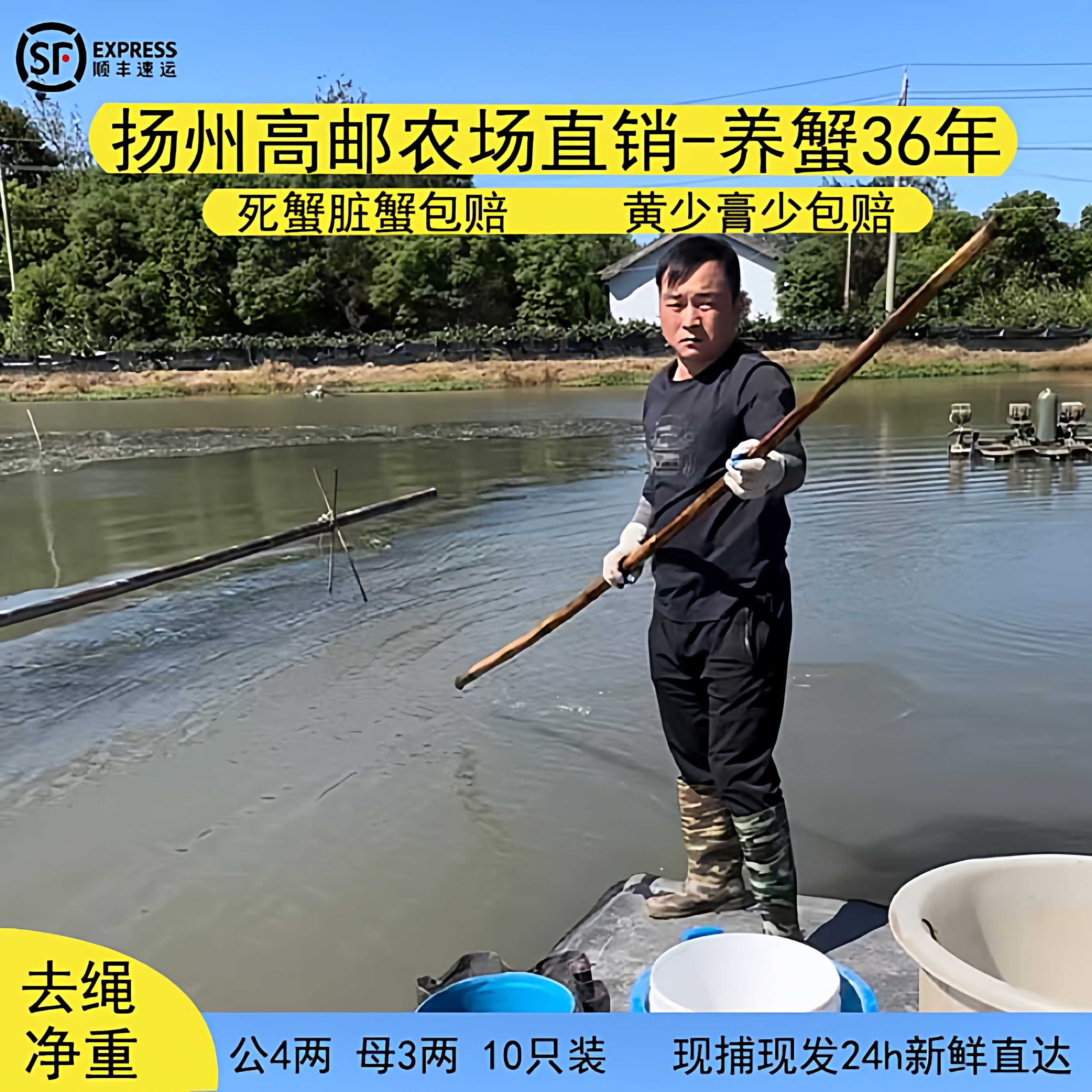 高邮湖大闸蟹鲜自产自销去绳净重