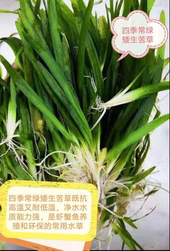 水生植物苦草水草、轮叶黑藻水草、粉绿狐尾藻穗花狐尾藻