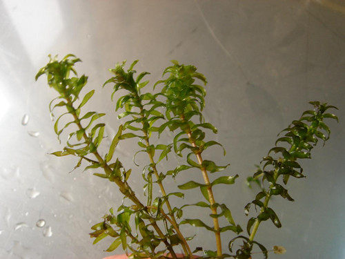 现货洪湖虾蟹养殖耐高温藻种叶黑藻芽孢草籽灯笼草籽包邮