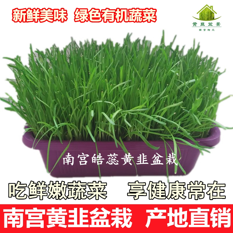 黄韭盆景南宫特产黄韭菜无公害蔬菜苗水培韭菜阳台黄韭根无土栽培