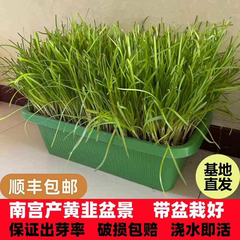 黄韭盆景南宫特产黄韭菜无公害蔬菜苗水培韭菜阳台黄韭根无土栽培