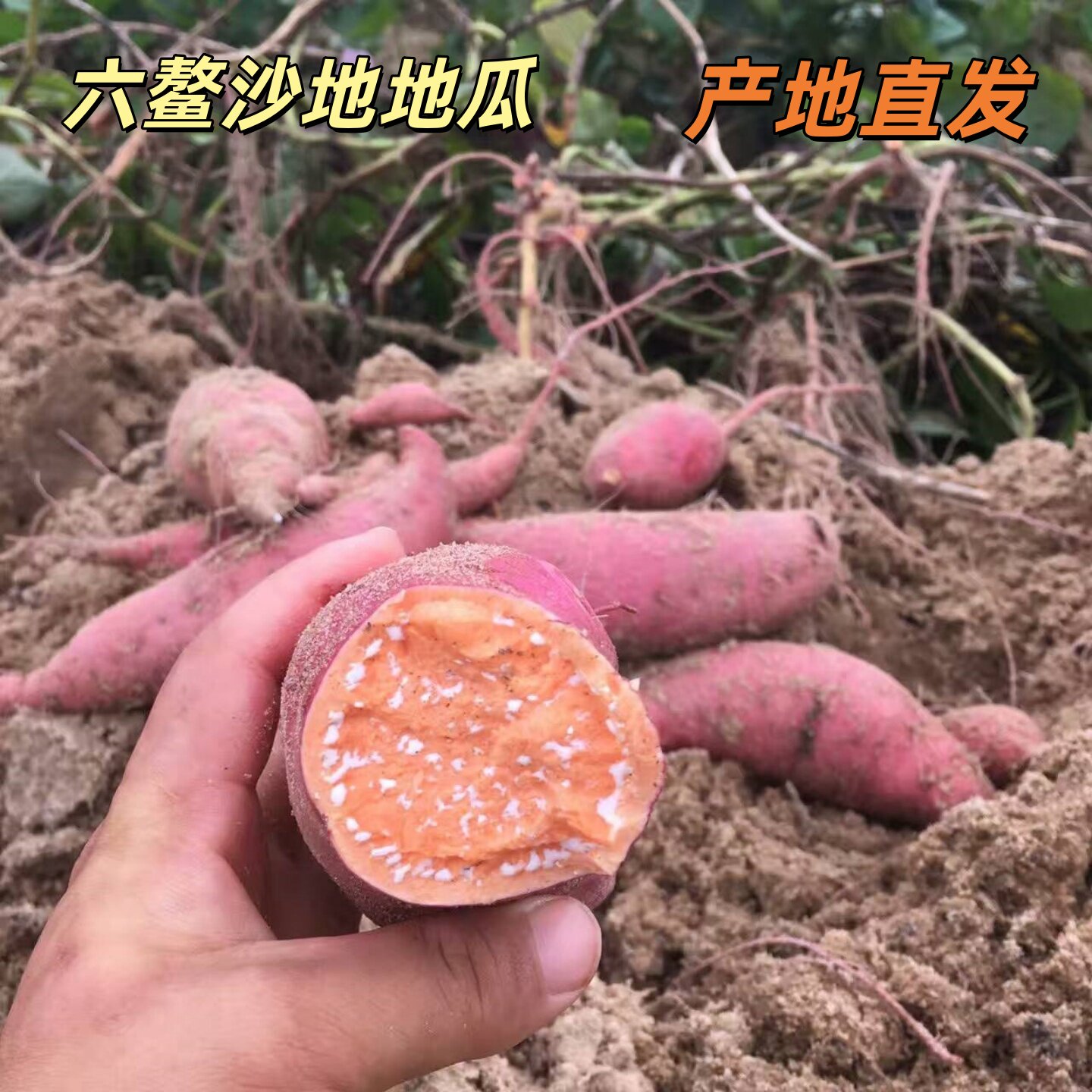 六鳌红心蜜薯现挖现发六鳌蜜薯