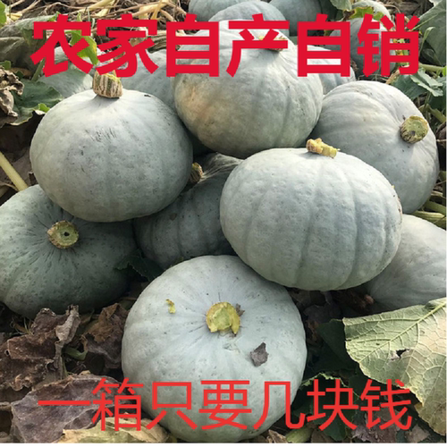 新疆银栗南瓜贵族翻瓜干面甜非贝贝老板栗宝宝辅食新鲜蔬菜  包邮