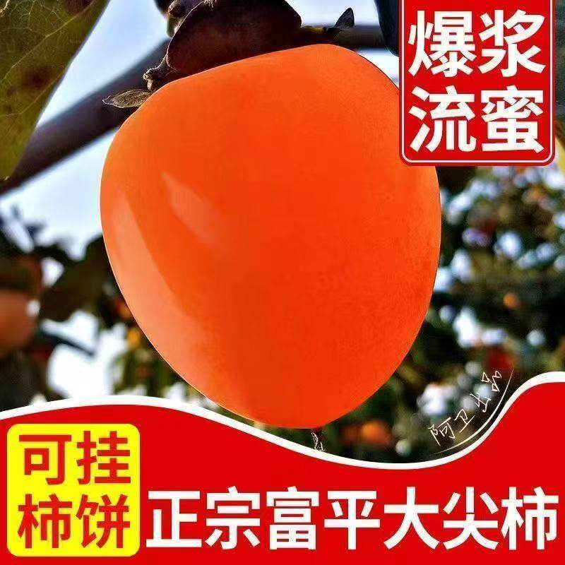 陕西富平大尖柿子新鲜应季水果软糯香甜自然熟水晶软柿子可挂柿饼