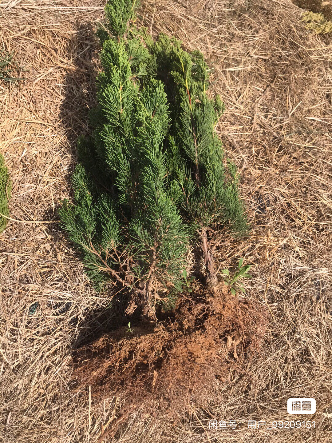 龙柏 小龙柏树 造型绿化 庭院绿化 四季常青