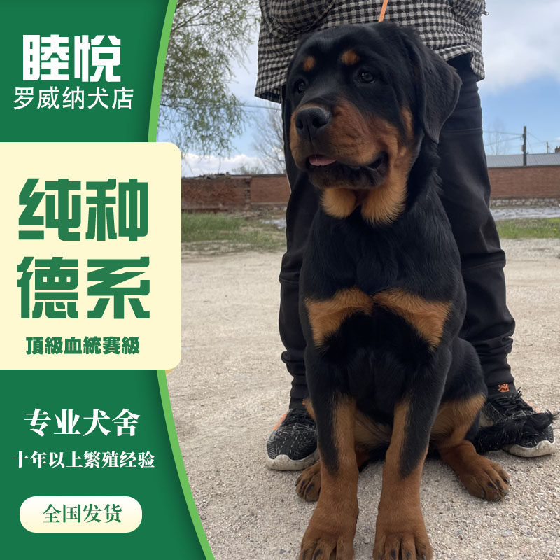 德系双血罗威纳赛级宠物狗狗活体幼犬中大型犬双血纯种ckurk认证