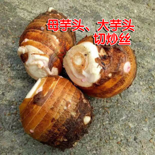江西新鲜母芋头农家自种现挖脆芋大5斤特产酸辣芋头丝芋头干材料