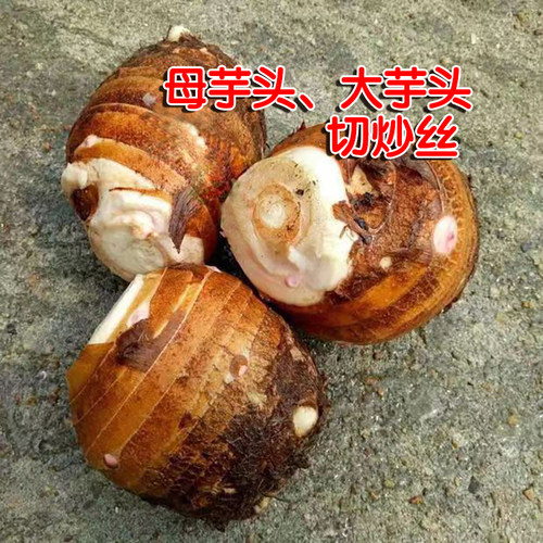 现挖新鲜母芋头大芋头