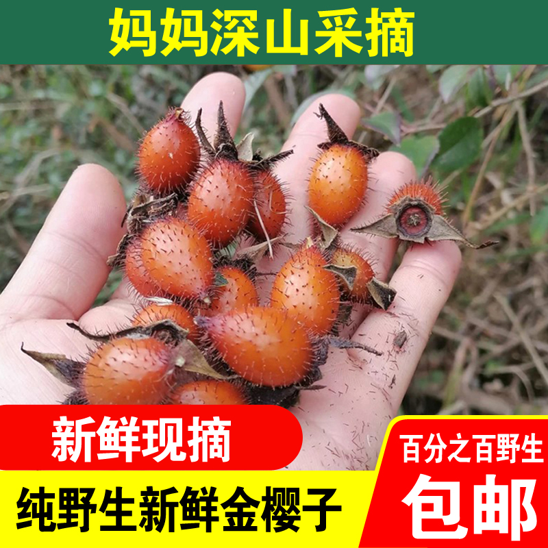 现摘新鲜野生金樱子男人中药材