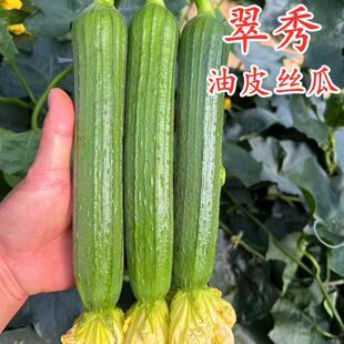 油皮丝瓜种子短棒肉丝瓜香丝瓜油亮翠绿种苗秧苗子四季蔬菜翠秀