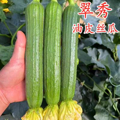 强雌油亮短条丝瓜种籽
