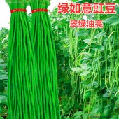 高产豇豆种子长豆角种籽豆角种油绿抗病脆嫩蔬菜庭院四季 绿如意