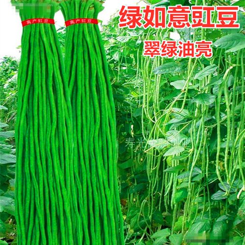 油绿抗病脆嫩庭院如意豇豆种子